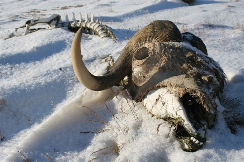 Muskox skull and bones in snow