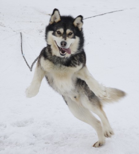 Awesome sled dog chained up outside on the ice