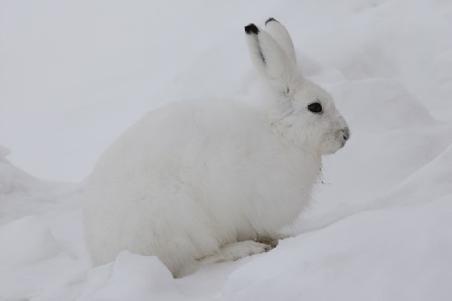 Arctic Hare