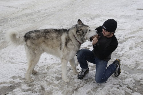 Rene\'s wolf-dog Solomon