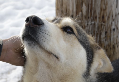 Colin\'s dog - such a good boy!