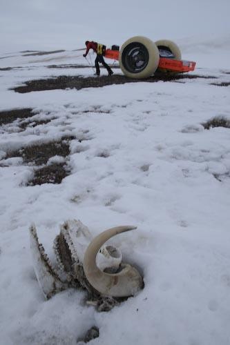 Clark hauling past frozen muskox remains