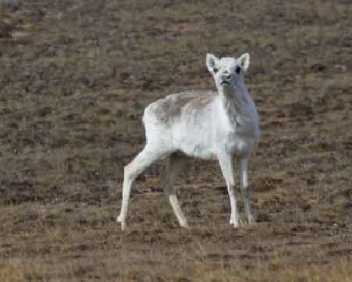 Curious Caribou - Click for full-size.