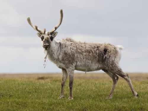 Caribou having just swum the Kuujjua in front of us.