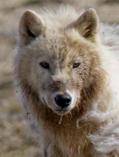 Arctic Wolf