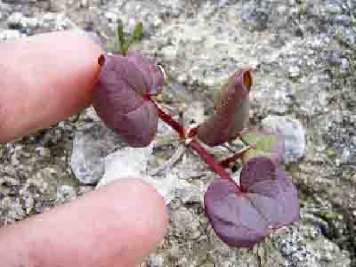 Mountain Sorrel (or however it\'s spelt) - tastes like wild berries! - Click for full-size.