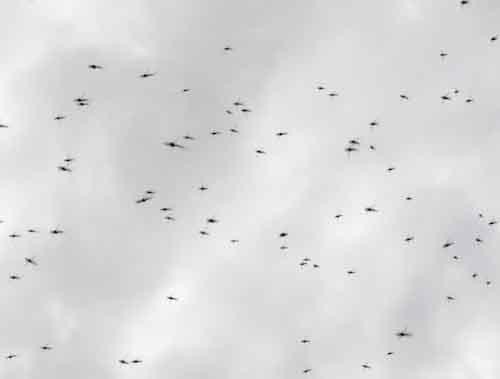 mozzies lurking in great mobs waiting for their chance