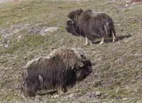 A pair of Muskox on the tundra