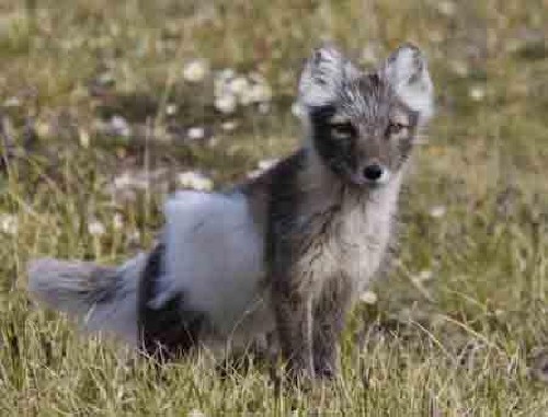 Arctic fox, pic taken a few days ago, you can still see some of it\'s white winter coat on.