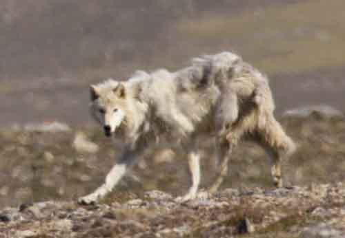 Lone arctic wolf investigating us during lunch break