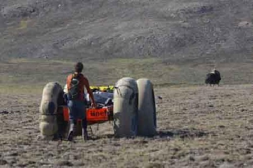 Clark lowering the PAC down a hill whilst a musk ox runs away ahead