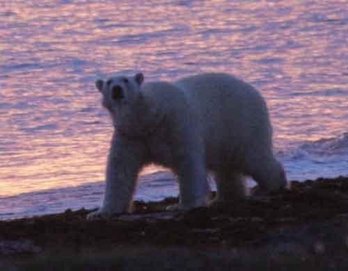 polar bear