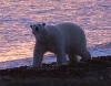 polar bear - Click for full-size.
