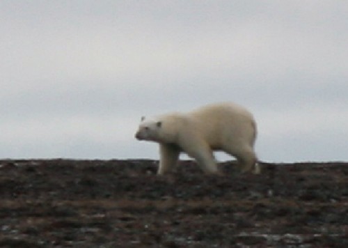Polar Bear