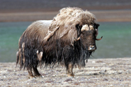 Muskox